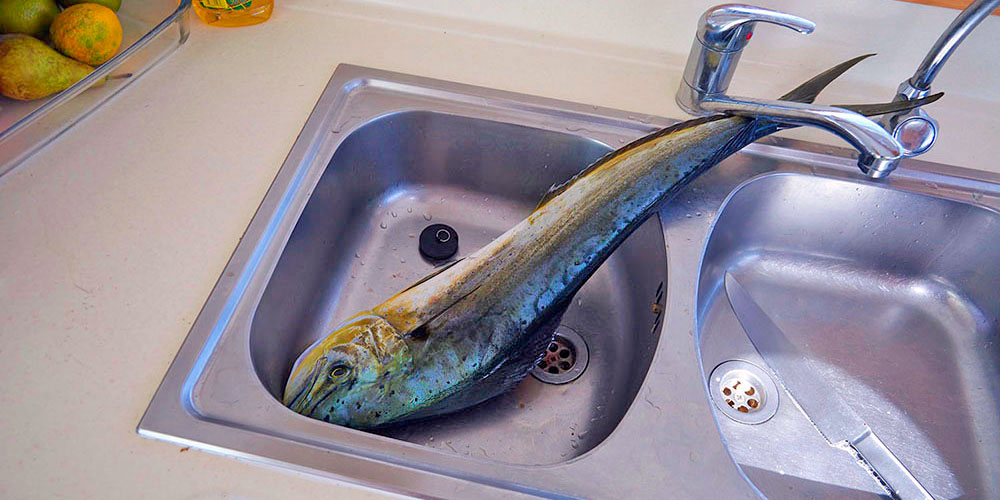 Blauwasser_Grenadinen_Mahi_Mahi