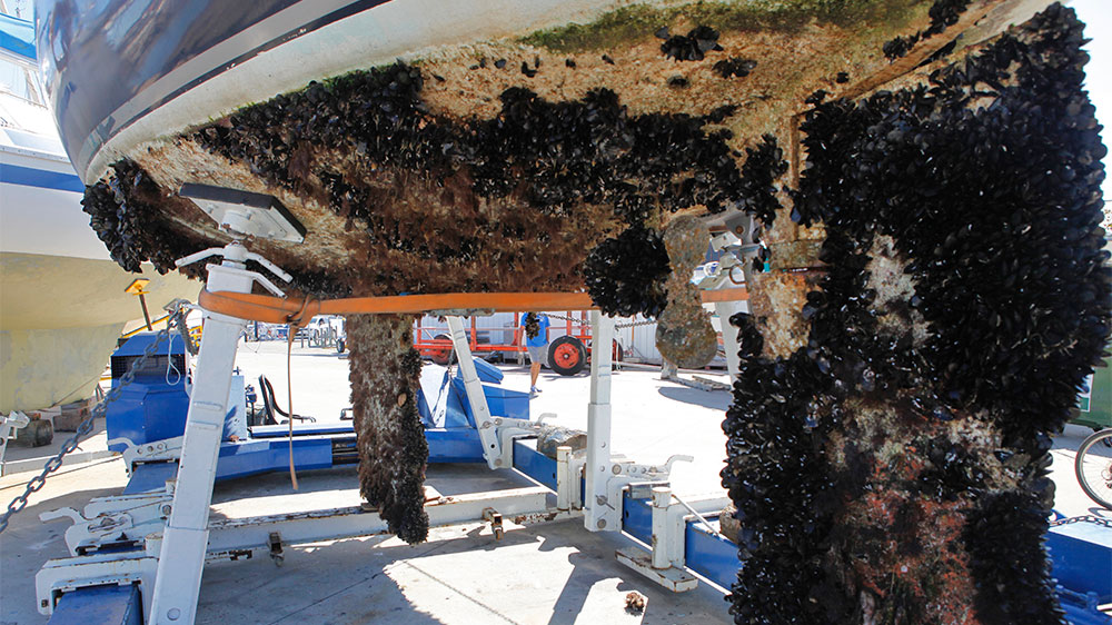 blauwasser_antifouling_b-free_zugewachsen