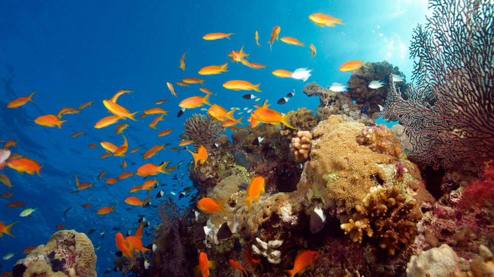 blauwasser_belize_unterwasser