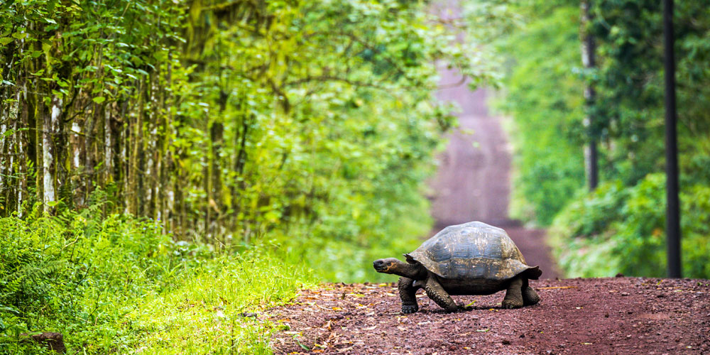 blauwasser_de_galapagaos_schildkroete