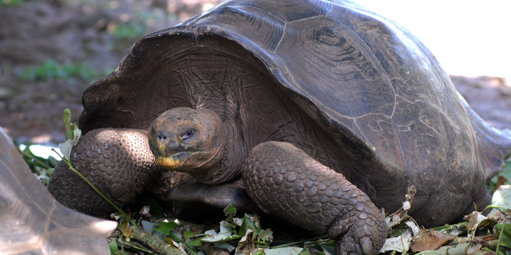 blauwasser_de_galapagaos_schildkröte