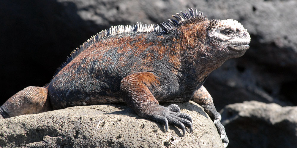 blauwasser_de_galapagaos_tiere