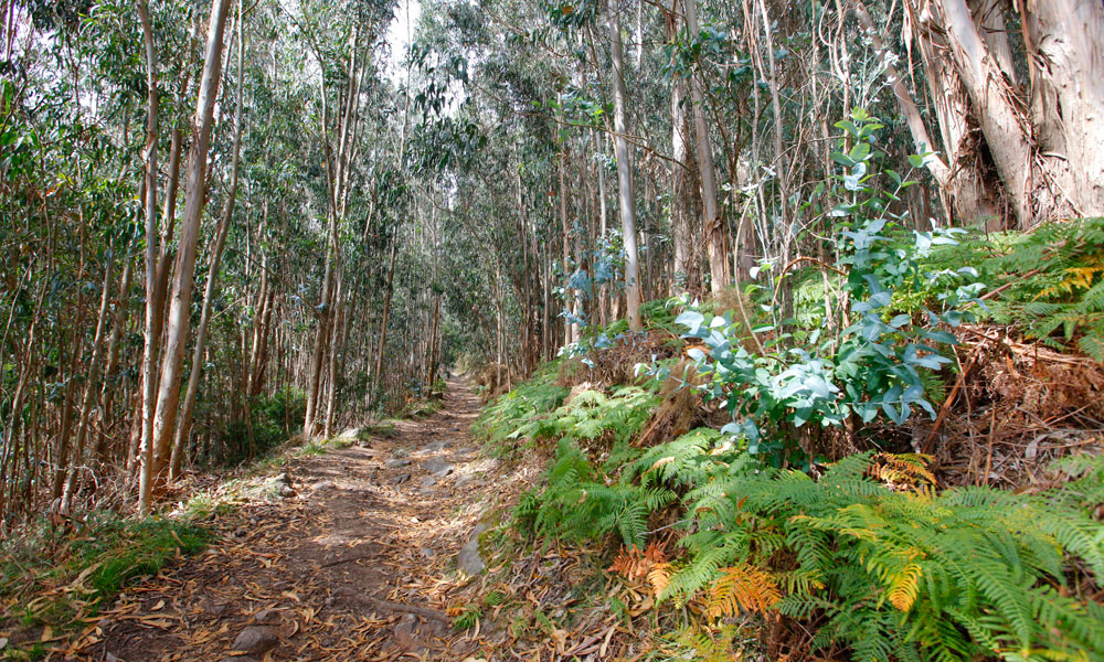 blauwasser_galizien_barra_waldspaziergang