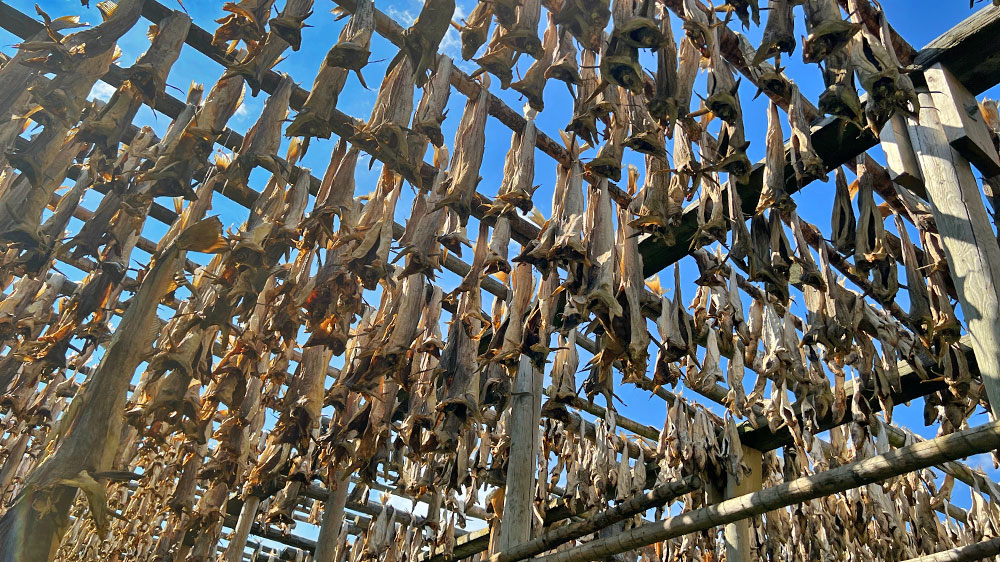 blauwasser_hafen_norwegen_lofoten_henningsvaer_trockenfisch