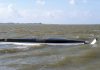 Gekenterte Segelyacht. Dramatischer Seenotfall auf der Jade.