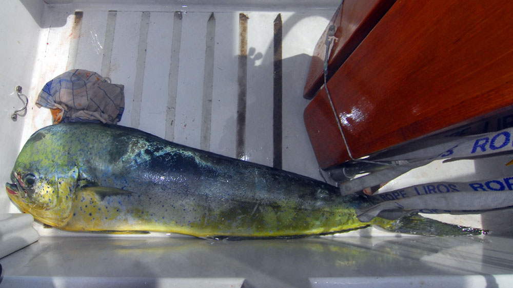 blauwasser_hochsee_angeln_ozean_mahi_mahi