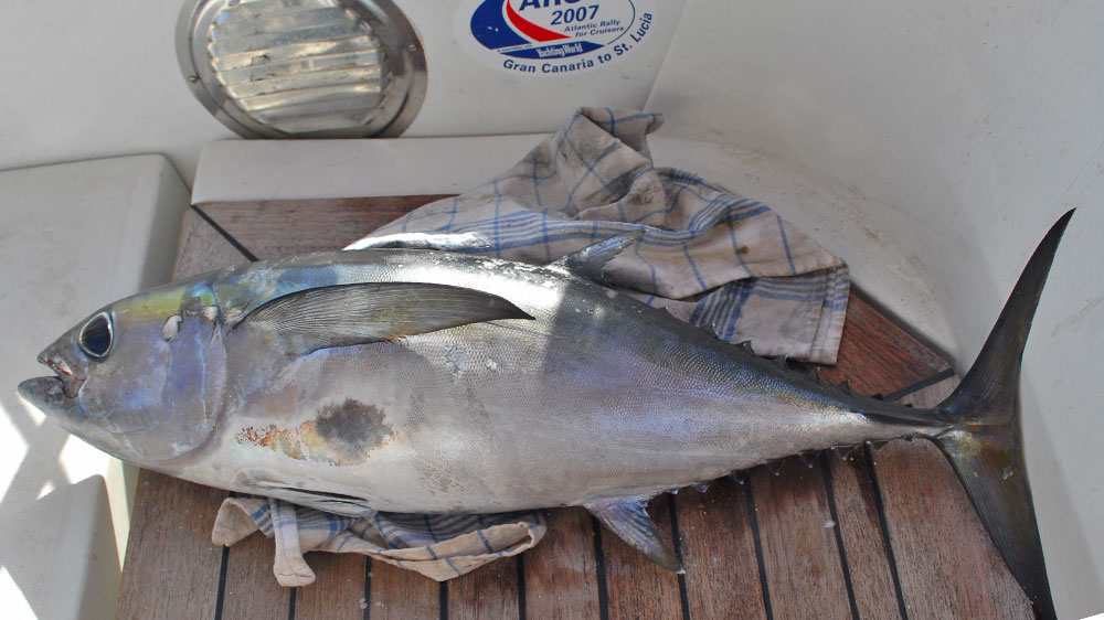 blauwasser_hochsee_angeln_ozean_thunfisch