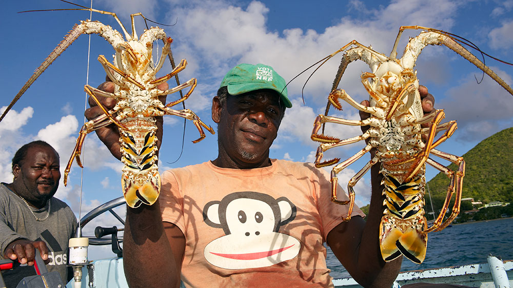 blauwasser_karibik_leeward_islands_nevis_lobster