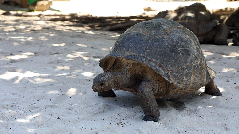 blauwasser_liegeplatz_seychellen_curieuse_bay_schildkroete