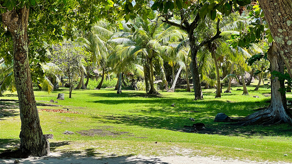 blauwasser_liegeplatz_seychellen_grande_soeur_palmenhain