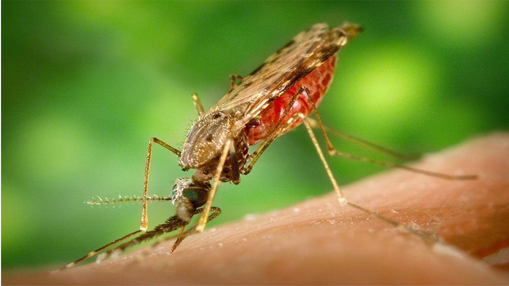 blauwasser_malaria_dengue_chikungunya_anopheles