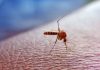 Tropenkrankheiten durch Stechmücken: Tipps zu Malaria, Dengue-Fieber und Chikungunya