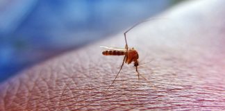 Tropenkrankheiten durch Stechmücken: Tipps zu Malaria, Dengue-Fieber und Chikungunya
