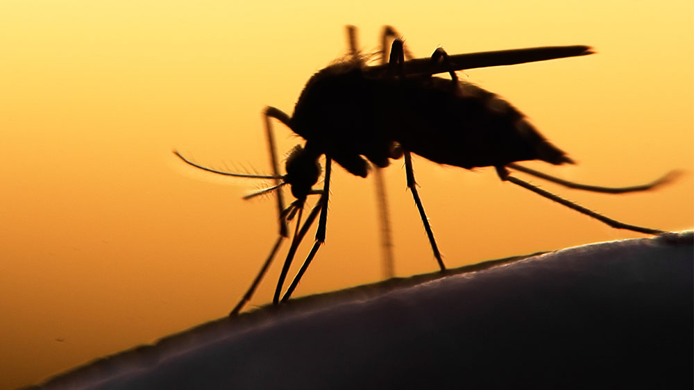 blauwasser_malaria_dengue_chikungunya_muecke2