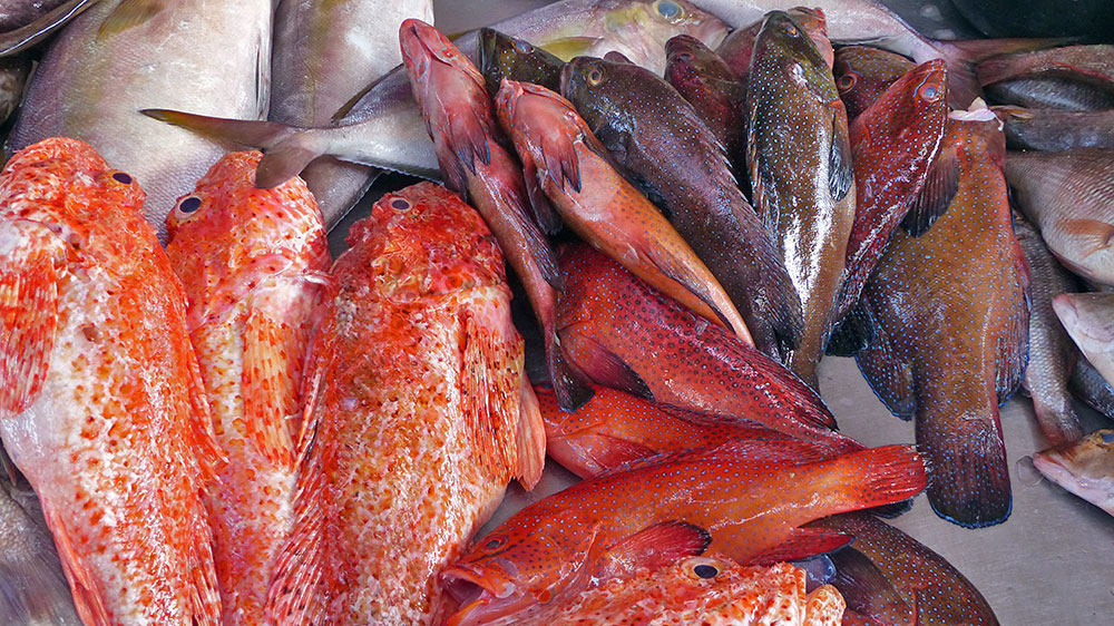 blauwasser_marina_atlantik_kapverden_mindelo_fischmarkt_MK