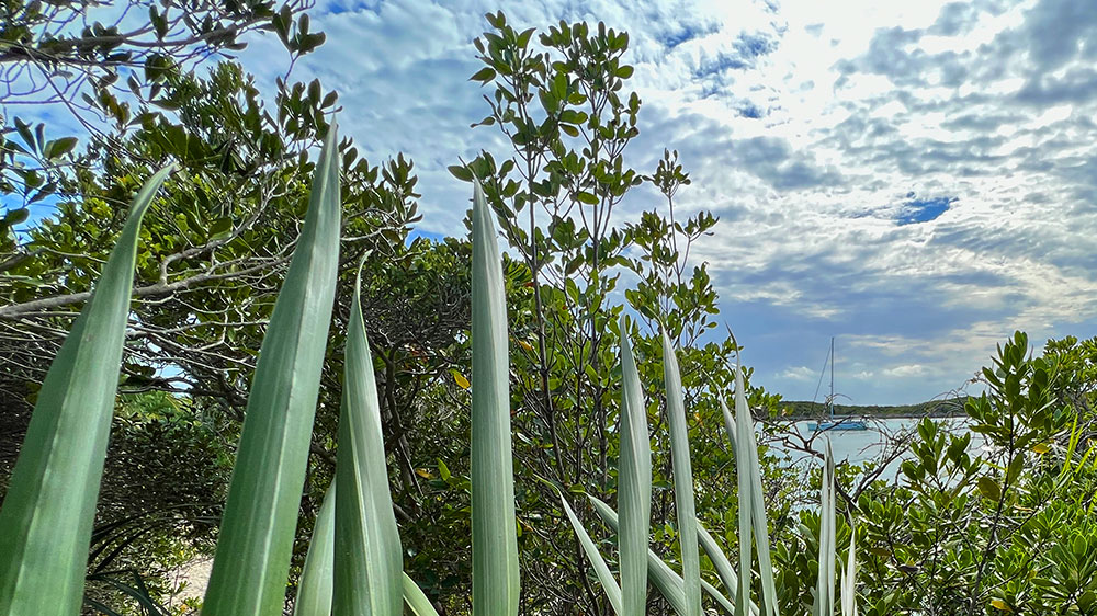 blauwasser_marina_bahamas_exumas_allans_cay_natur