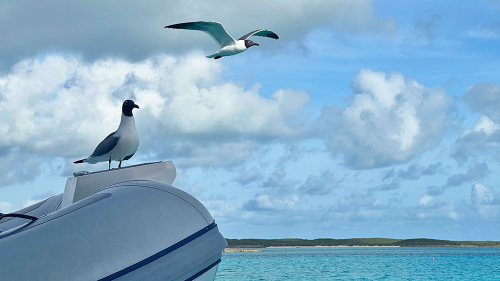 blauwasser_marina_bahamas_exumas_cambridge_cay_moeven