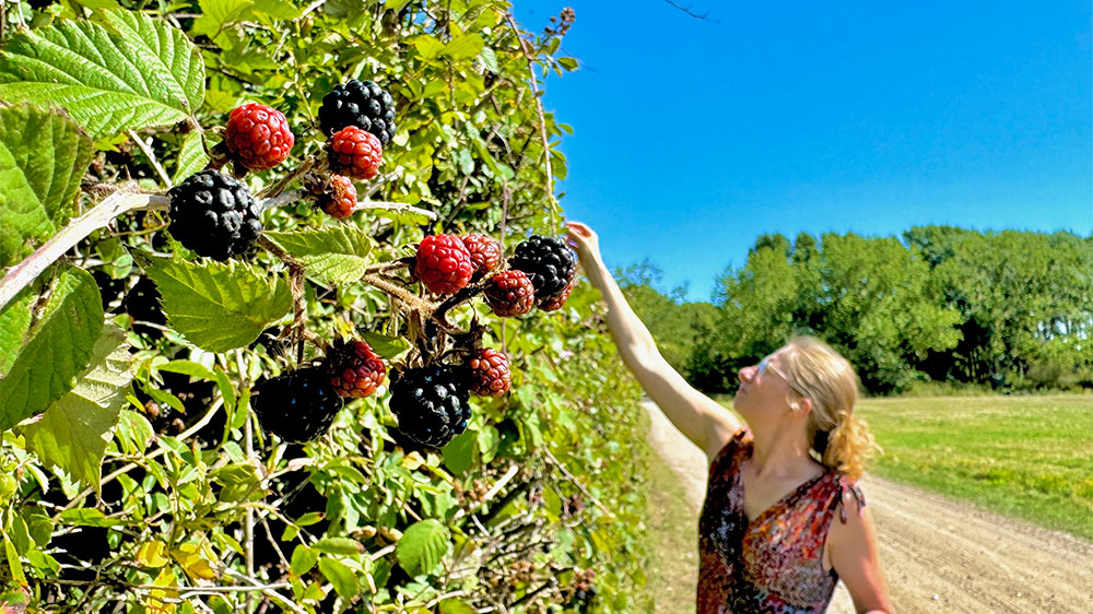 blauwasser_marina_daenemark_festland_vejroe_beeren