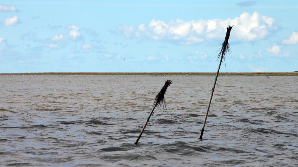 blauwasser_marina_elbe_neufeld_doppelpricke1