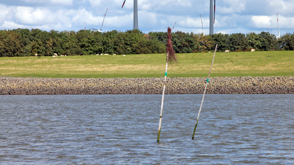 blauwasser_marina_elbe_neufeld_doppelpricke2
