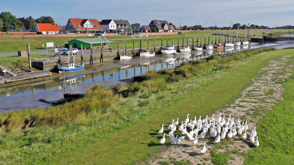 blauwasser_marina_elbe_neufeld_gaense