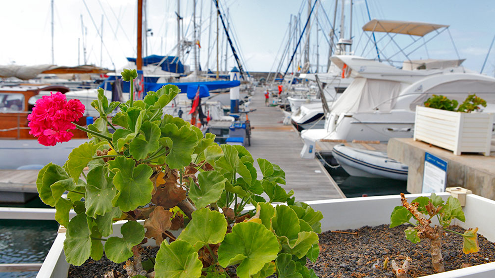 blauwasser_marina_kanaren_lanzarote_puerto_calero_geranie