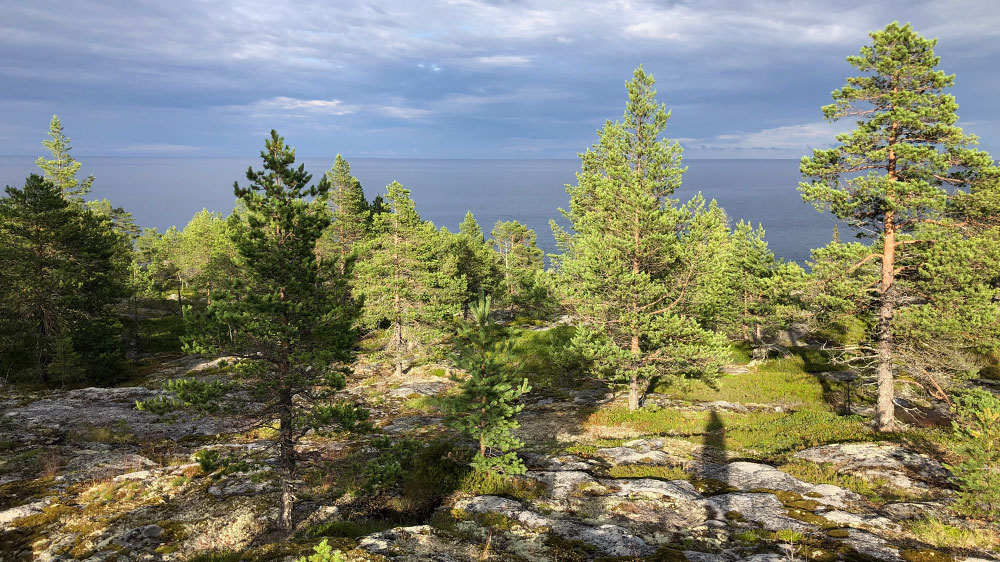 blauwasser_marina_schweden_bjuroeklubb_liegeplatz_wald