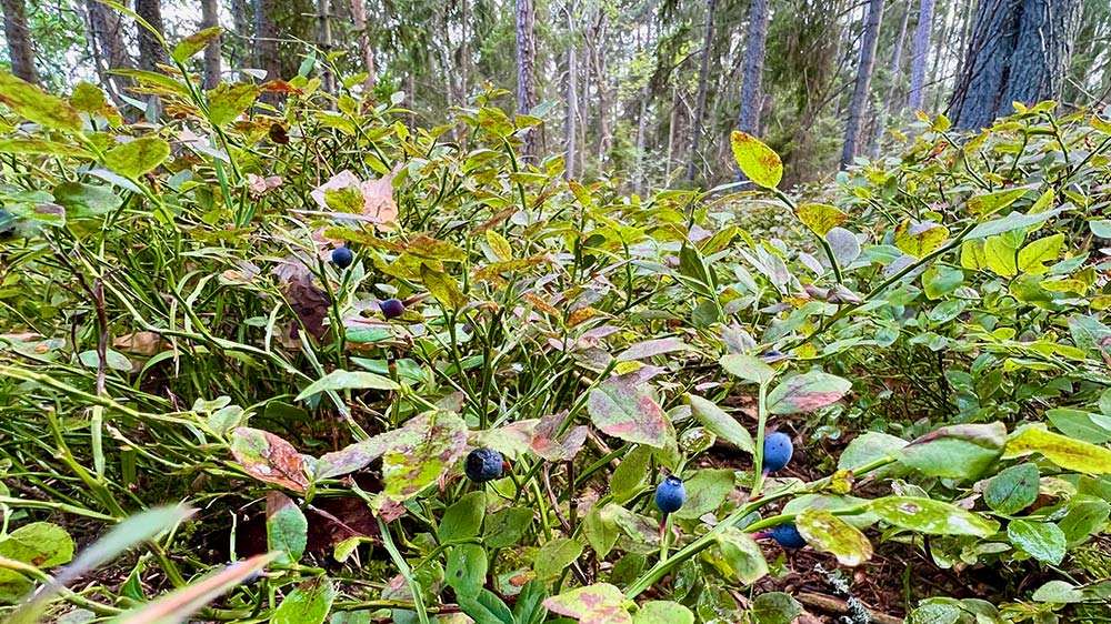 blauwasser_marina_schweden_ostschaeren_edoe_blaubeeren