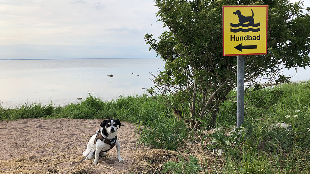 blauwasser_marina_schweden_ostschaeren_moerbylanga_hundbad