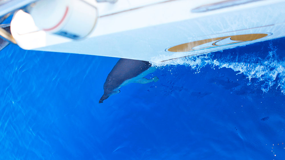 blauwasser_marke_sail_aegean_1