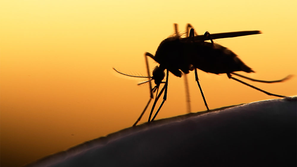 blauwasser_medizin_yacht_vorbereitung_toern_malaria
