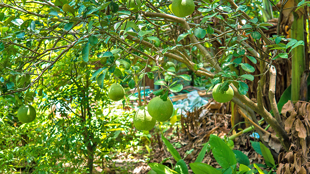 blauwasser_pazifik_polynesien_gambier_pomelos