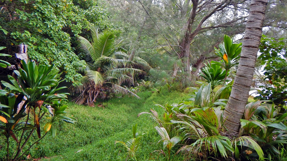 blauwasser_pazifik_polynesien_gambier_vegetation
