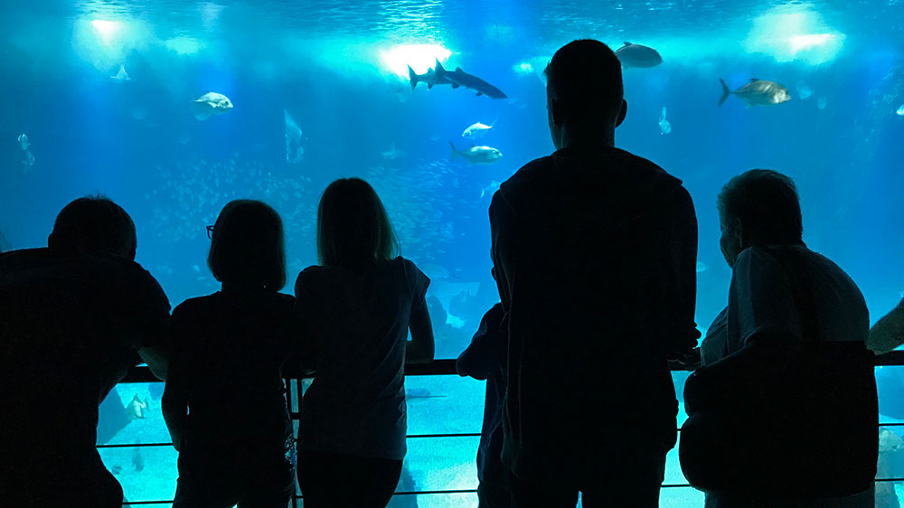 blauwasser_portugal_hafen_expo_marina_aquarium_2