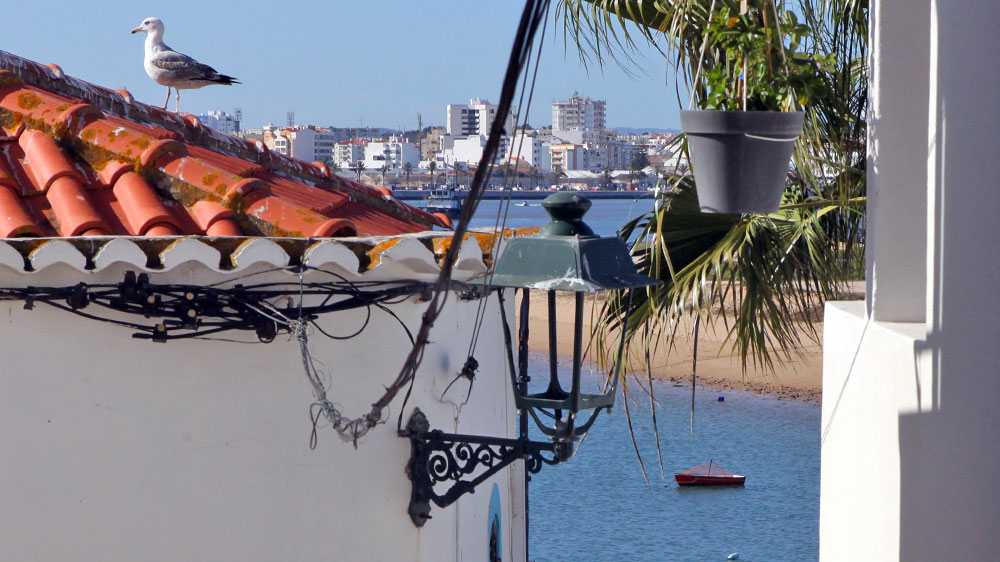 blauwasser_portugal_hafen_portimao_ferragudo_moewe