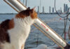 Unterwegs mit Katzen an Bord von Yachten