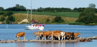 Revier-Info: Flensburger Förde, Als Sund und Geltinger Bucht