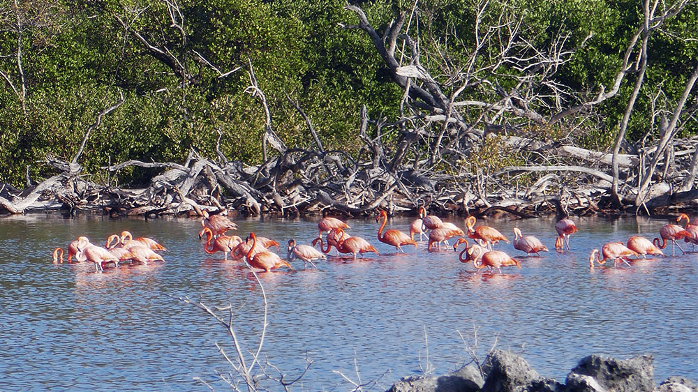 blauwasser_reviere_venezuela_los_roques_flamingos