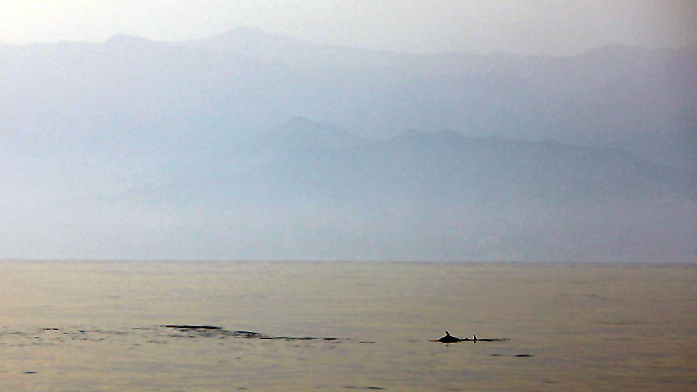 blauwasser_revierinfo_gibraltar_mittelmeer_delfin