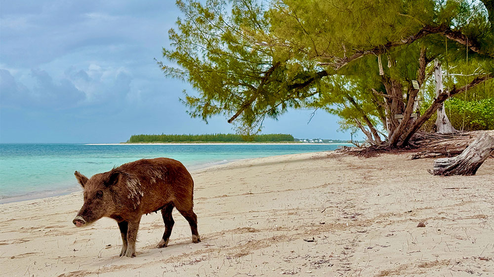 blauwasser_revierinformation_bahamas_abacos_inseln_noname-cay