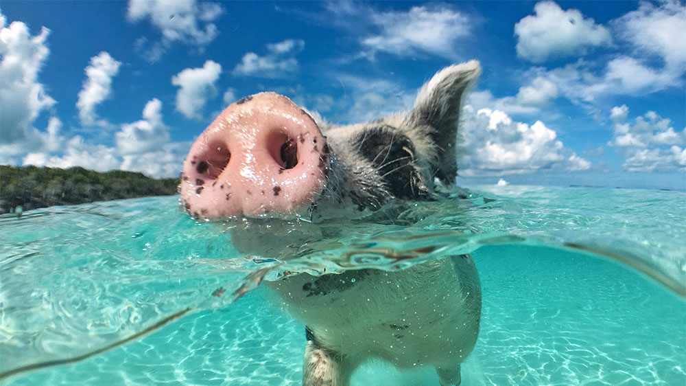 blauwasser_revierinformation_karibik_ueberblick_bahamas_schweine