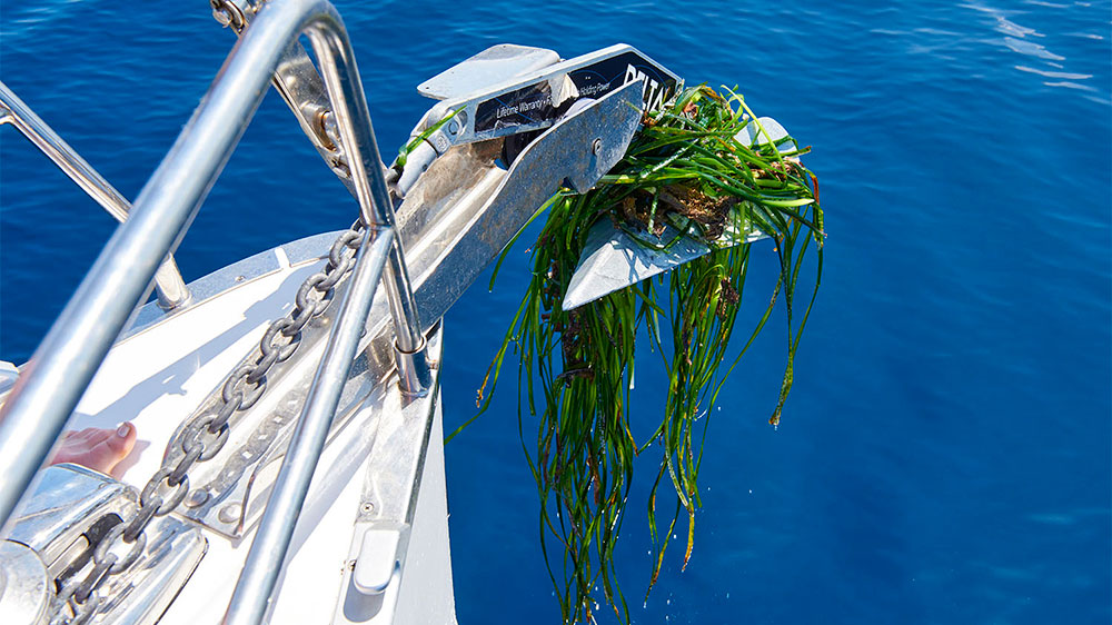 blauwasser_revierinformation_mallorca_seegras
