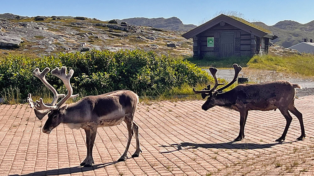 blauwasser_revierinformation_norwegen_nordkap_rentiere