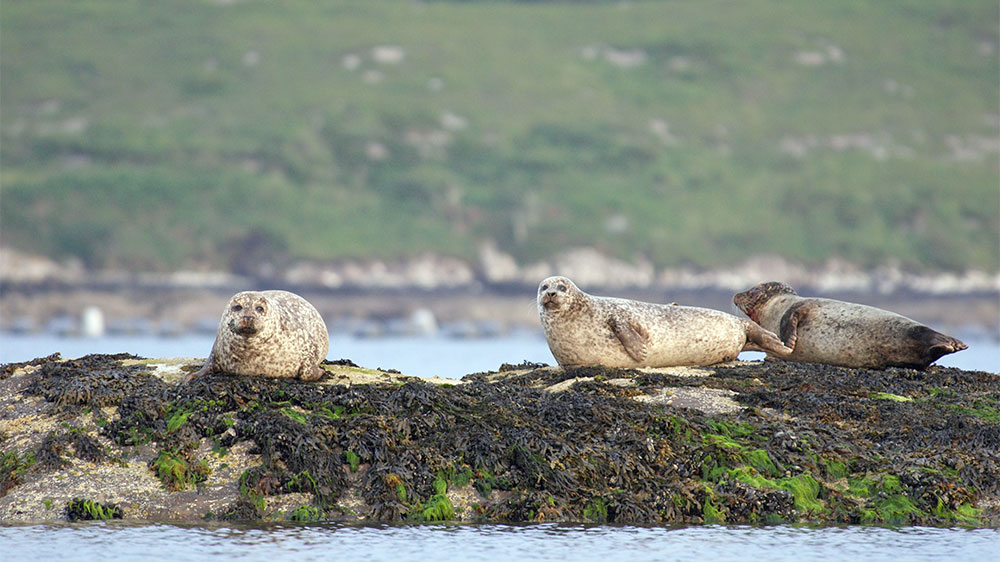 blauwasser_revierreportage_irland_robben