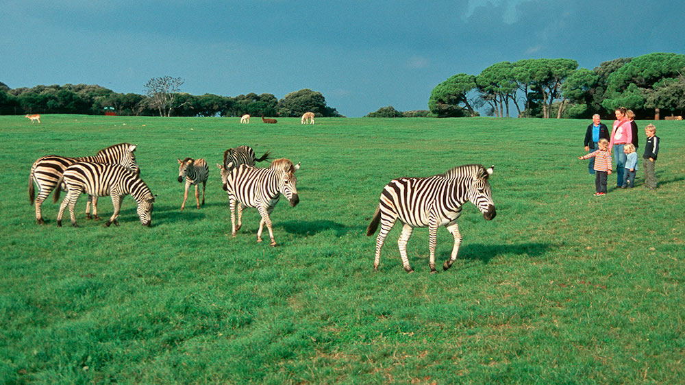 blauwasser_revierreportage_kroatien_istrien_brijuni_inseln_zebras