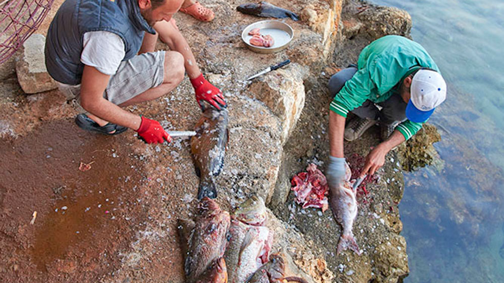 blauwasser_revierreportage_tuerkei_golf_von_fethiye_karacaoeren_fisch
