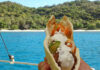 Rezept: Orientalischer Kichererbsenbratling Falafel