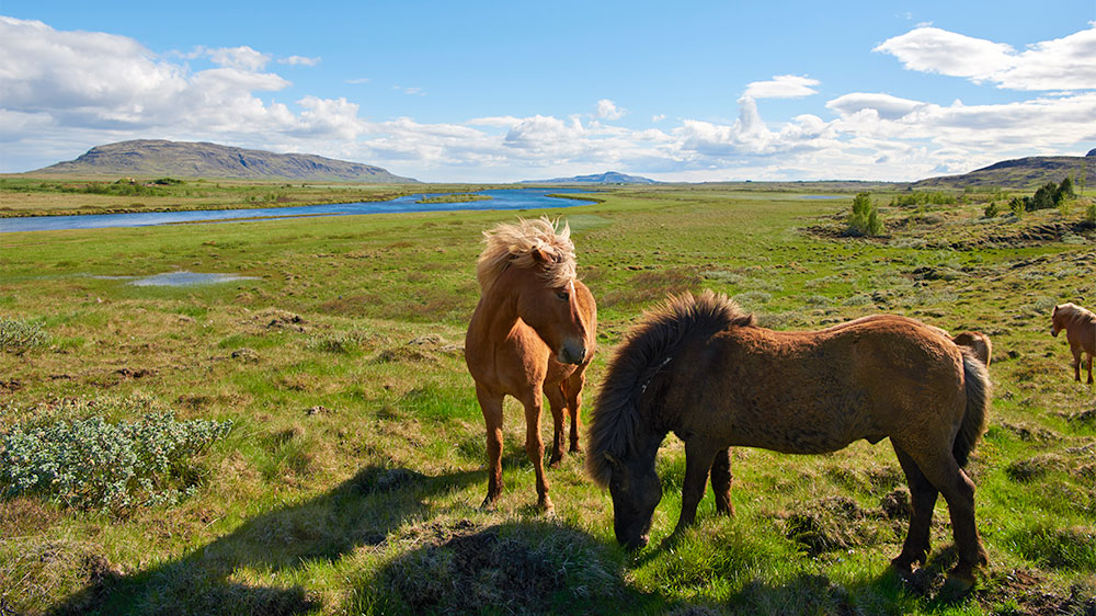 blauwasser_segeln_charter_island_islandpony