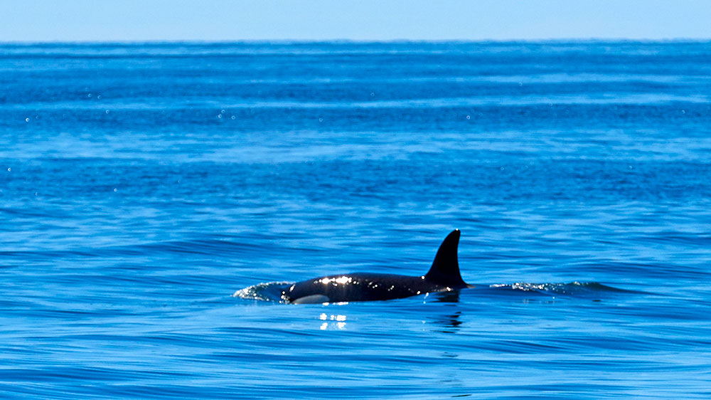 blauwasser_segeln_charter_island_orcas
