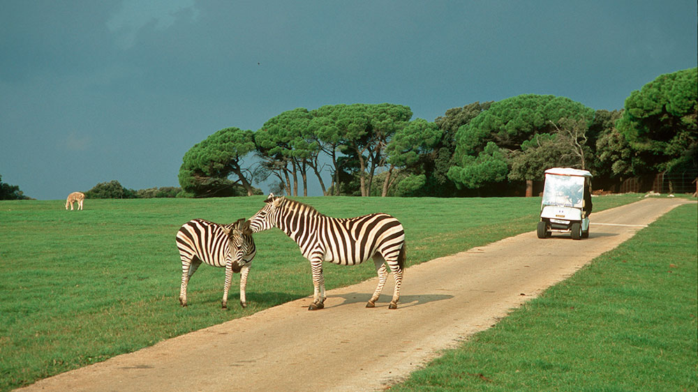 blauwasser_segeln_charter_kroatien_revierinformation_nationalpark_brijuni_tierpark